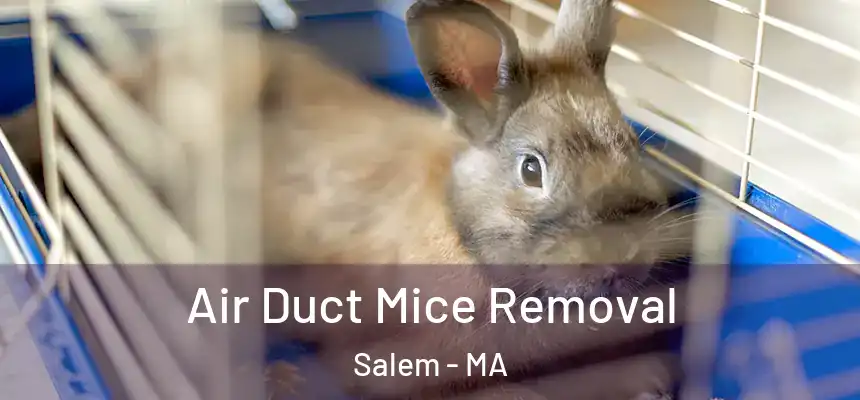 Air Duct Mice Removal Salem - MA